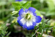 Gentiana septemfida var. lagodechiana Staude im 9x9 cm Vierecktopf