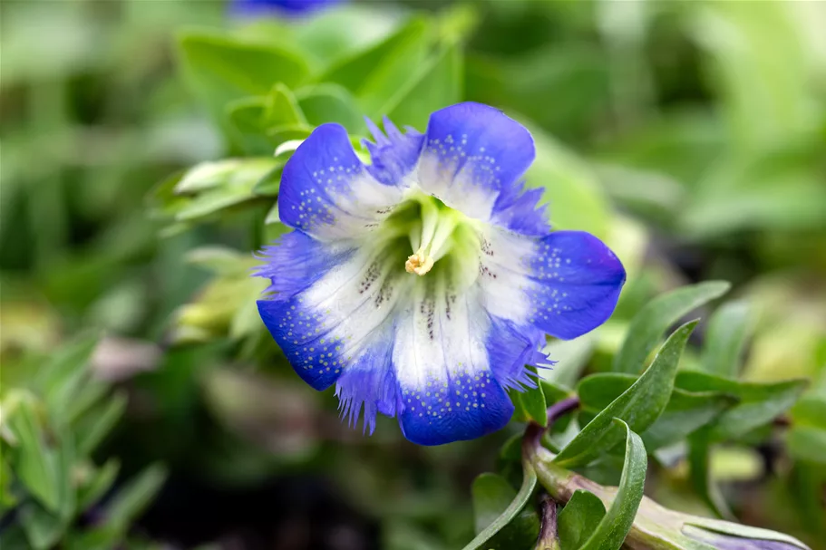 Gentiana septemfida var. lagodechiana Staude im 9x9 cm Vierecktopf