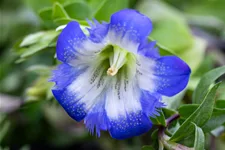 Gentiana septemfida var. lagodechiana Staude im 9x9 cm Vierecktopf