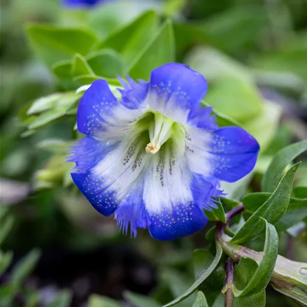 Gentiana septemfida var. lagodechiana