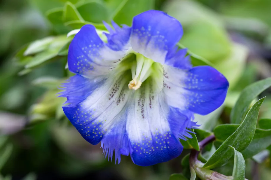 Gentiana septemfida var. lagodechiana Staude im 9x9 cm Vierecktopf