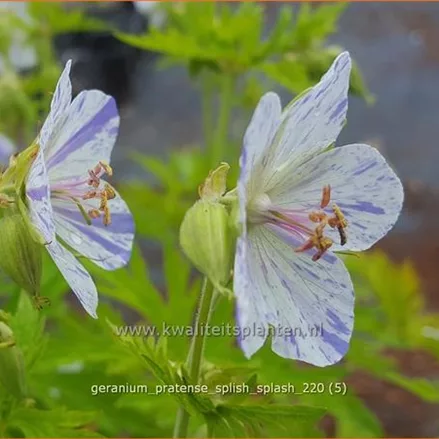 Geranium pratense 'Splish Splash'