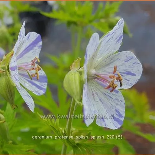 Geranium pratense 'Splish Splash'