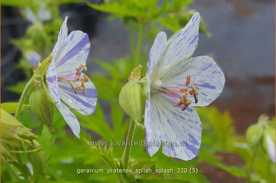 Geranium pratense 'Splish Splash'