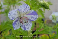 Geranium pratense 'Splish Splash'