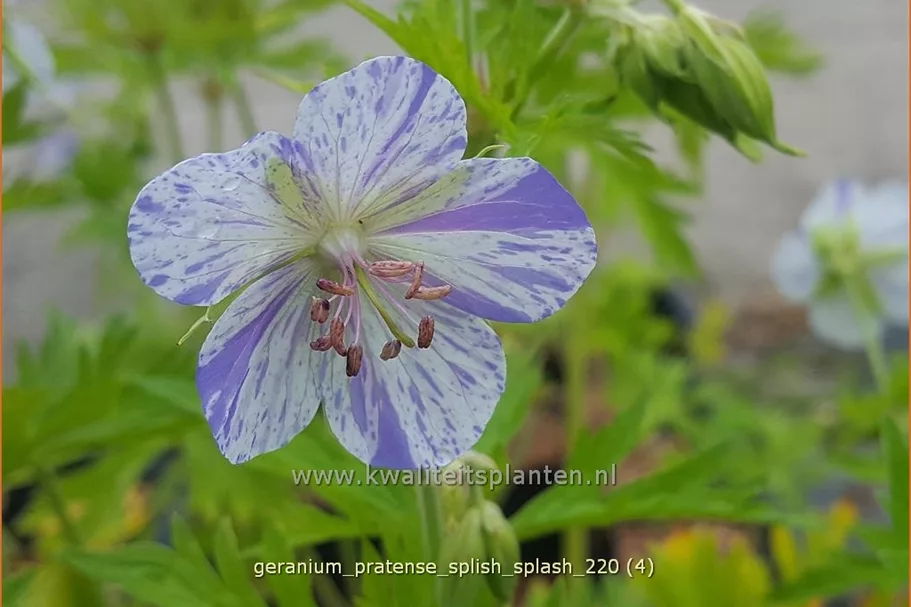 Geranium pratense 'Splish Splash'