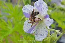 Geranium pratense 'Splish Splash'