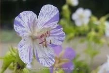 Geranium pratense 'Splish Splash'