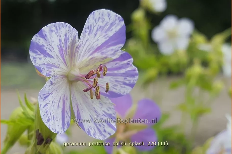 Geranium pratense 'Splish Splash'