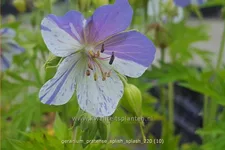 Geranium pratense 'Splish Splash'