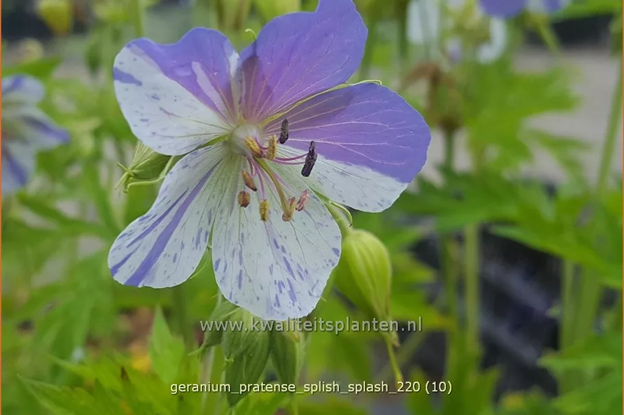 Geranium pratense 'Splish Splash'