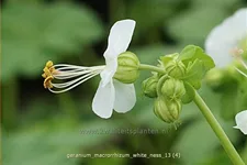 Geranium macrorrhizum 'White Ness'