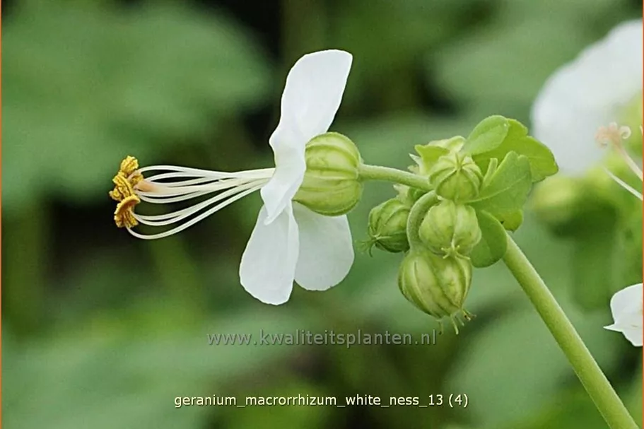 Geranium macrorrhizum 'White Ness'