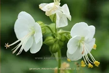 Geranium macrorrhizum 'White Ness'