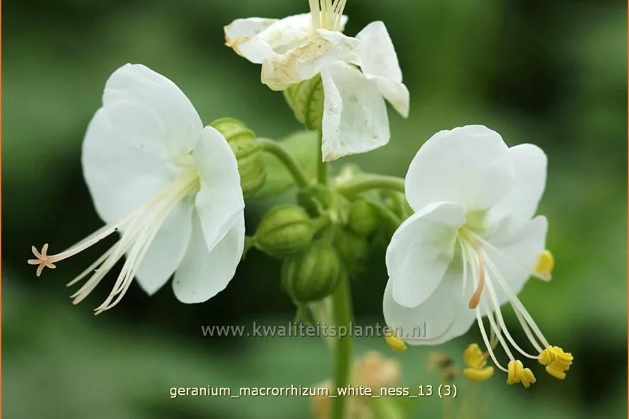 Geranium macrorrhizum 'White Ness'