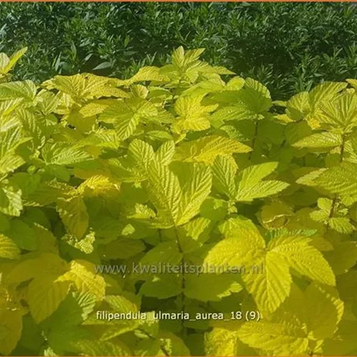 Filipendula ulmaria 'Aurea'