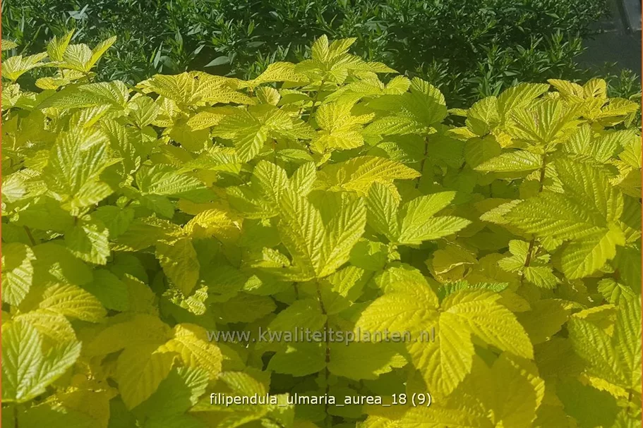 Filipendula ulmaria 'Aurea'