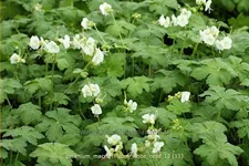 Geranium macrorrhizum 'White Ness'