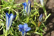 Gentiana sino-ornata