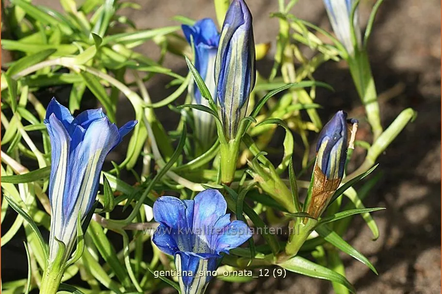 Gentiana sino-ornata