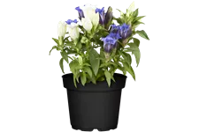 Gentiana sino-ornata