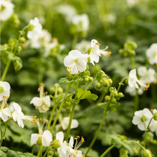 Geranium macrorrhizum 'White Ness'