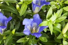 Gentiana sino-ornata