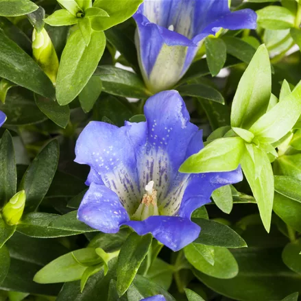 Gentiana sino-ornata