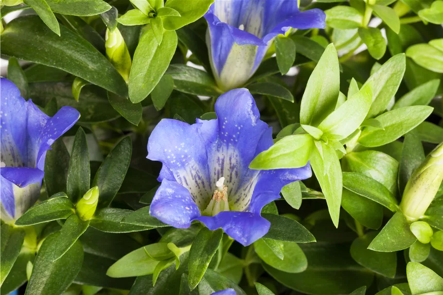 Gentiana sino-ornata
