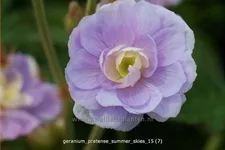 Geranium pratense 'Summer Skies'®