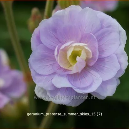 Geranium pratense 'Summer Skies'®