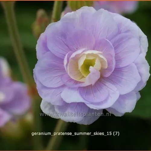 Geranium pratense 'Summer Skies'®