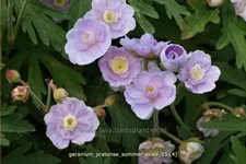 Geranium pratense 'Summer Skies'®