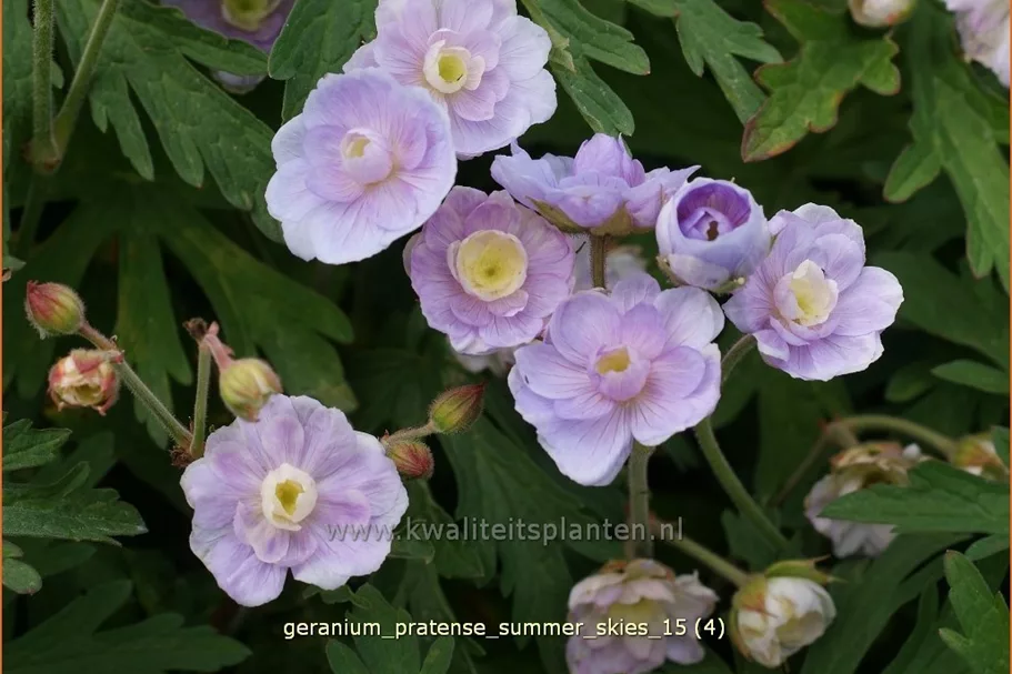 Geranium pratense 'Summer Skies'®