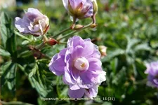 Geranium pratense 'Summer Skies'®
