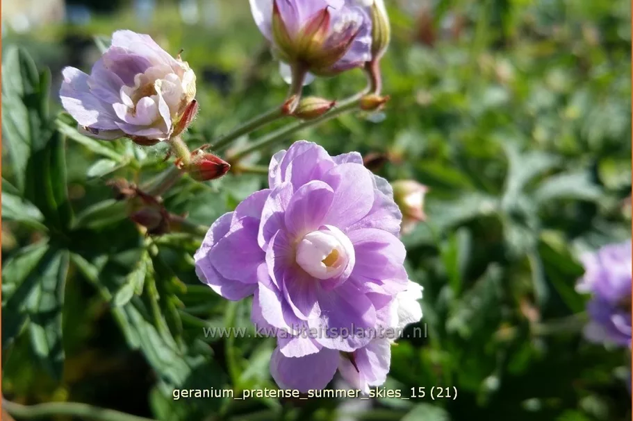 Geranium pratense 'Summer Skies'®