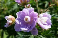 Geranium pratense 'Summer Skies'®