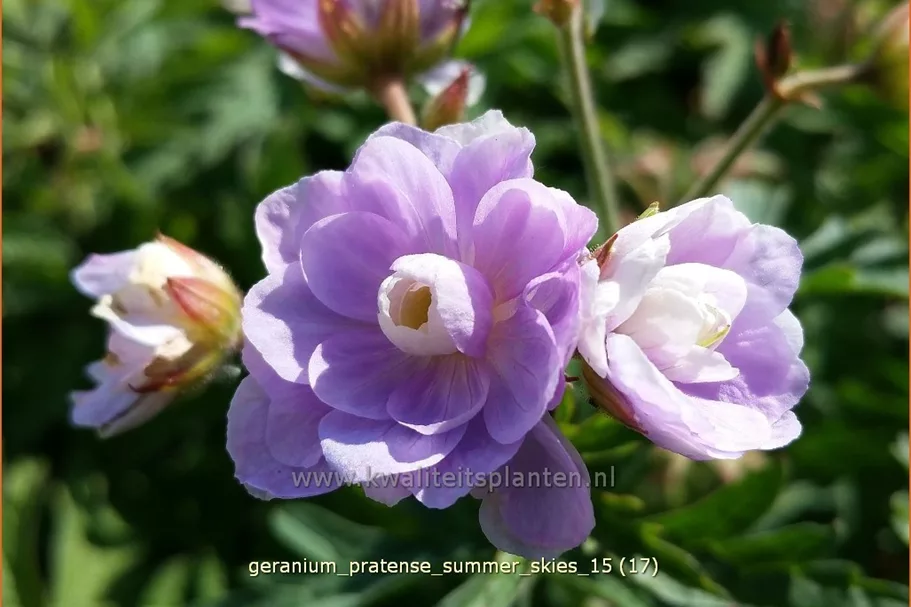 Geranium pratense 'Summer Skies'®
