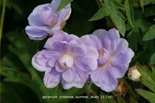Geranium pratense 'Summer Skies'®