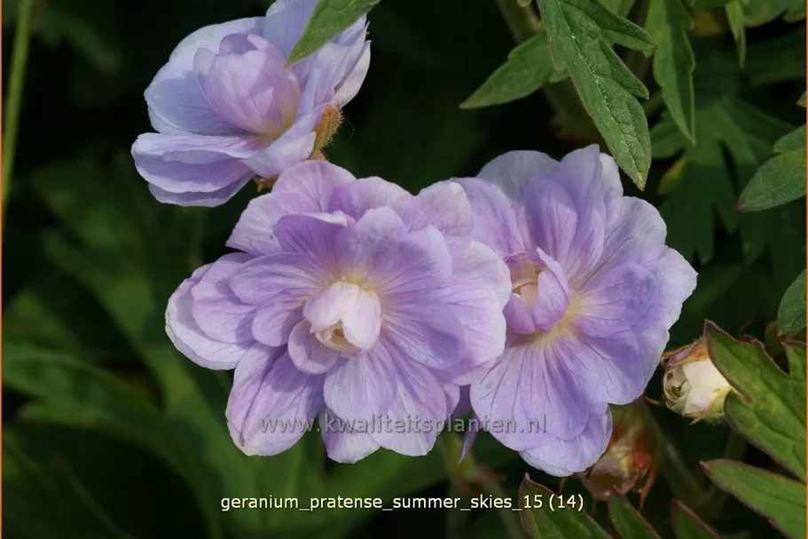 Geranium pratense 'Summer Skies'®