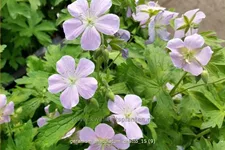 Geranium maculatum 'Chatto'