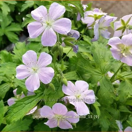 Geranium maculatum 'Chatto'