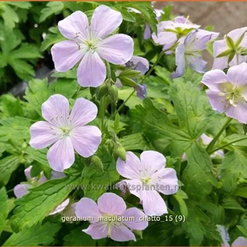 Geranium maculatum 'Chatto'