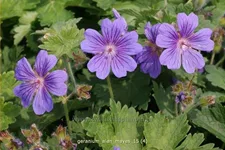 Geranium 'Alan Mayes'