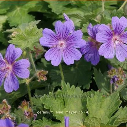 Geranium 'Alan Mayes'