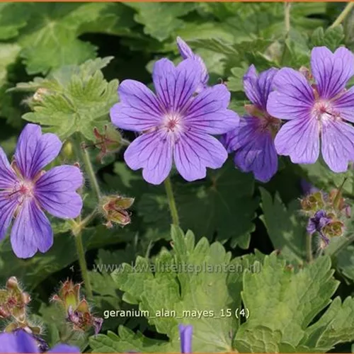 Geranium 'Alan Mayes'