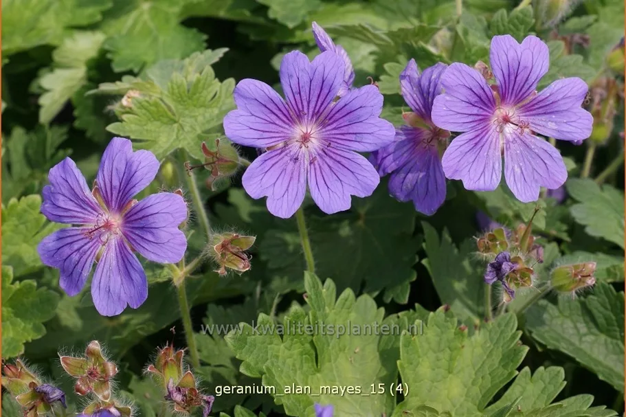 Geranium 'Alan Mayes'