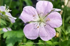 Geranium maculatum 'Chatto'