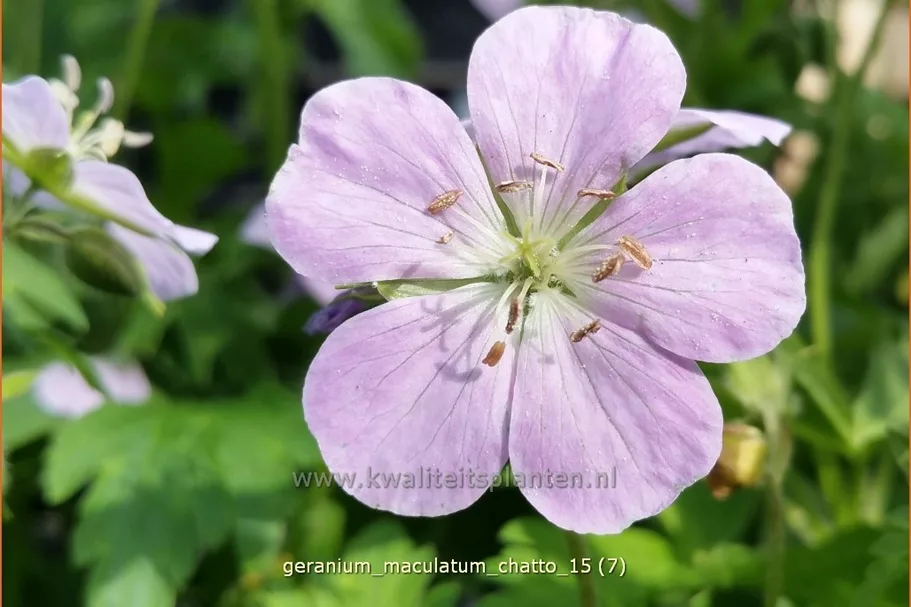 Geranium maculatum 'Chatto'