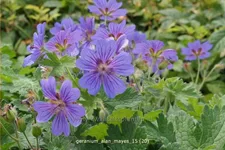 Geranium 'Alan Mayes'